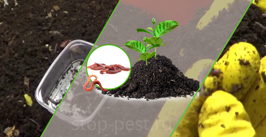 фото сайта https://stop-pest.ru