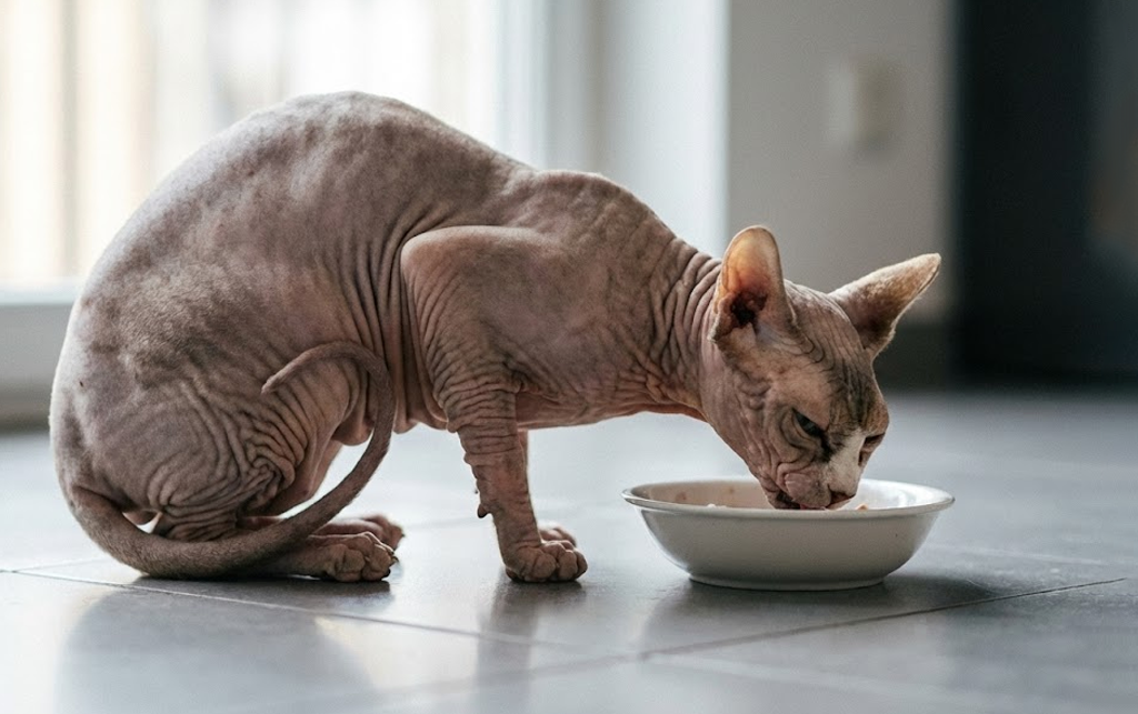 Старая кошка худеет и не ест: 5 ошибок в кормлении, которые нужно исправить / Изображение: AlphaPet