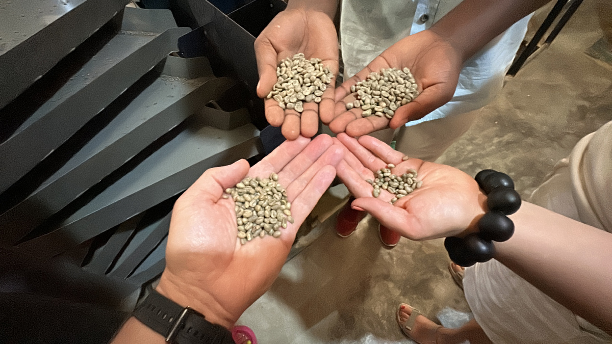 Зелёное зерно прошедшее несколько этапов обработки 