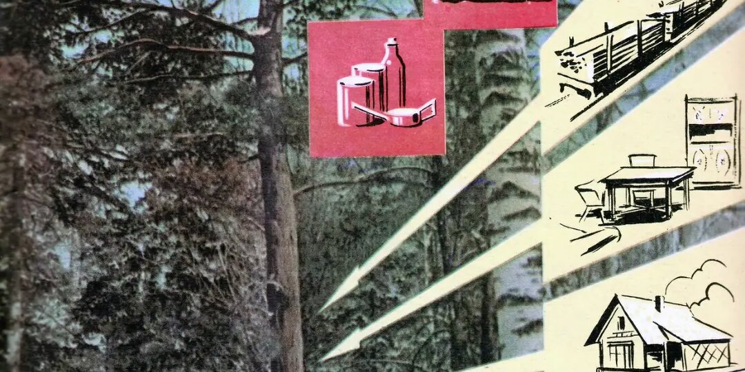 Кедровая целина: мегапроект по выращиванию кедра в СССР