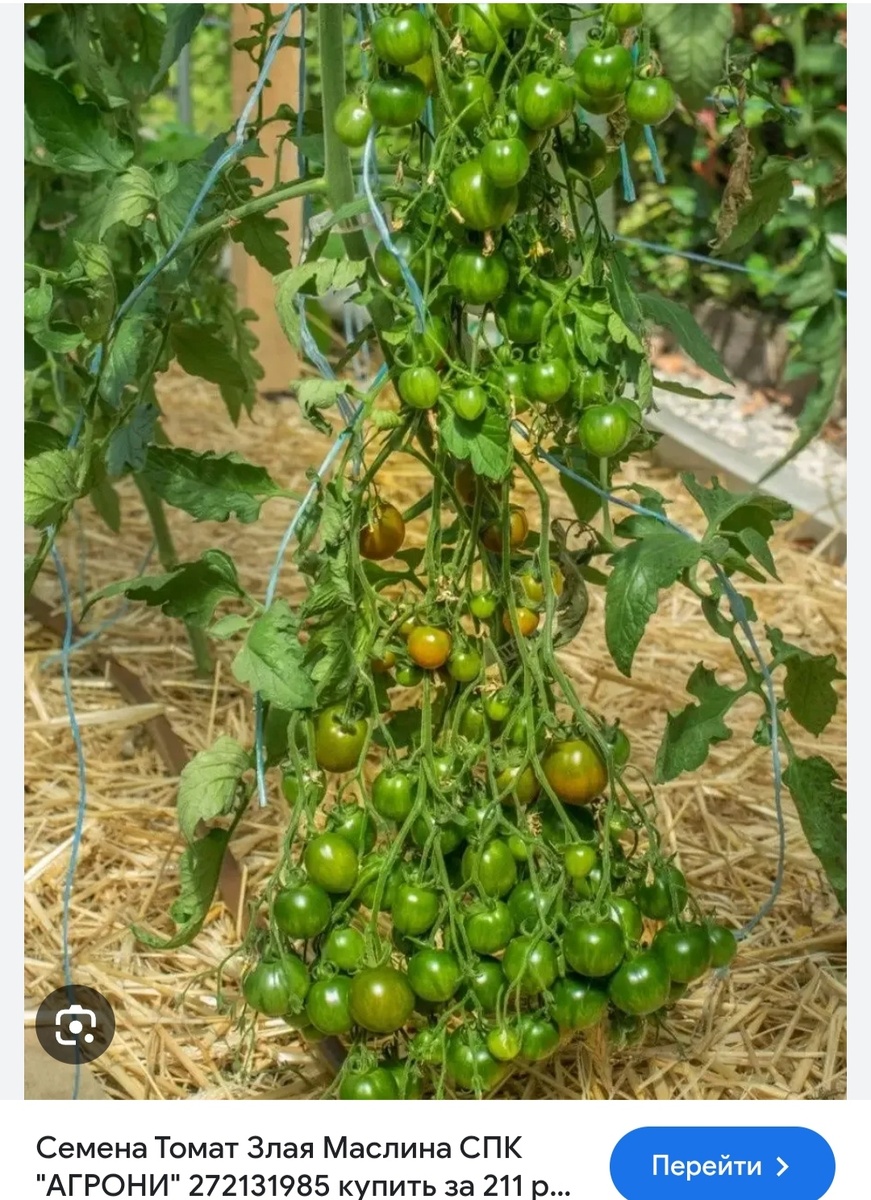 Фото из интернета 