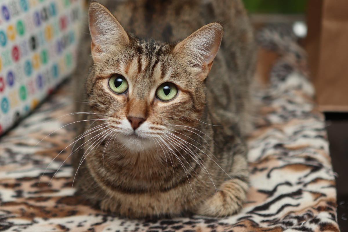 Человек, если честно какой-то дурак