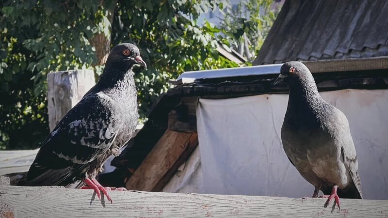     Голуби. Птицы. Барнаул. Софья Комарова / altapress.ru