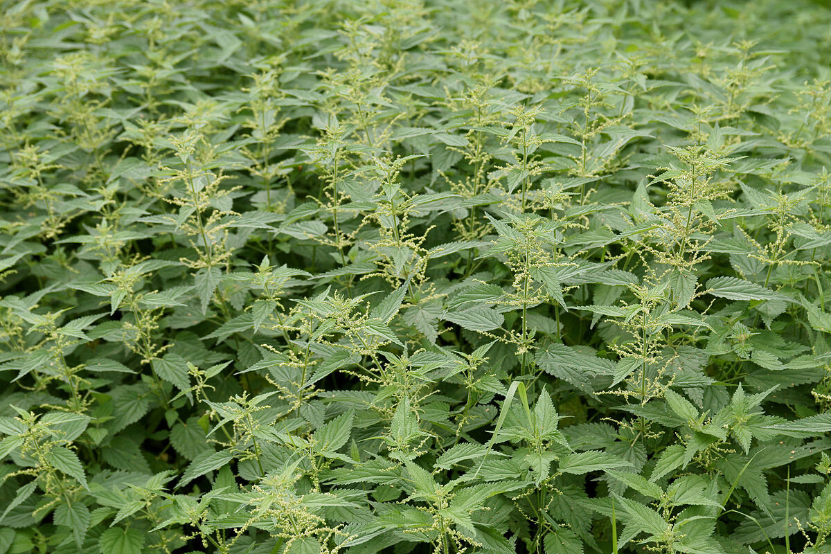 Источник: https://clck.ru/3RDN5F