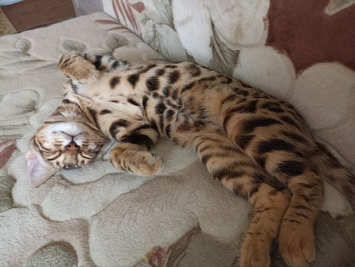 Наш Бенгал Мася