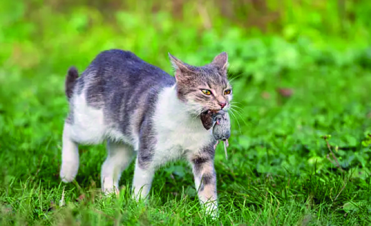 Кот ловит мышей. Фото: istockphoto.com, Dejan Ilic.