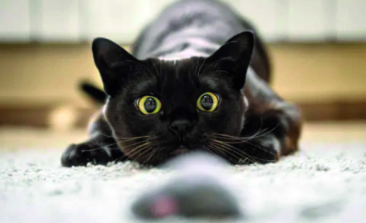 Охотничий инстинкт у кошек. Фото: istockphoto.com, scaliger.