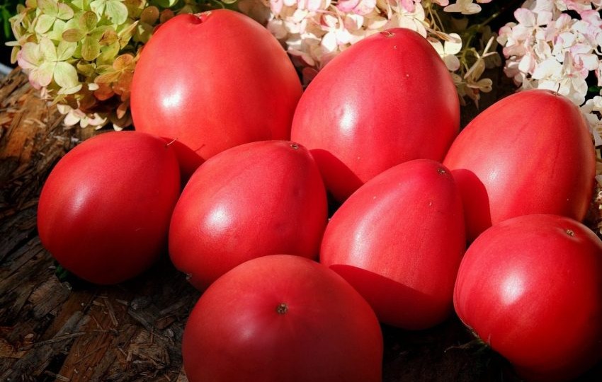 Томат Выскочка: ранний урожай округлых плодов для салатов и заготовок