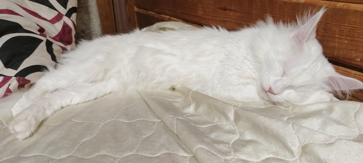 Красотка наша спит.