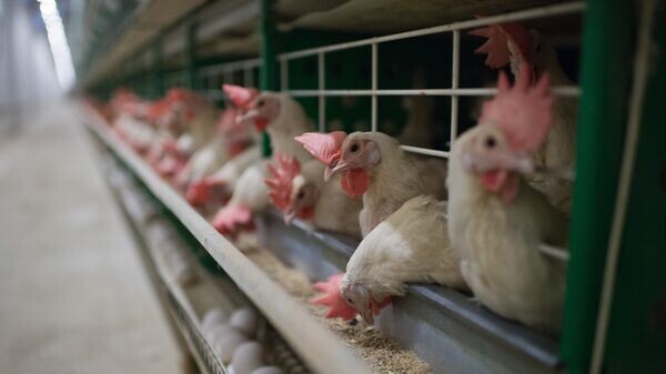    © Sputnik / Алексей Мальгавко