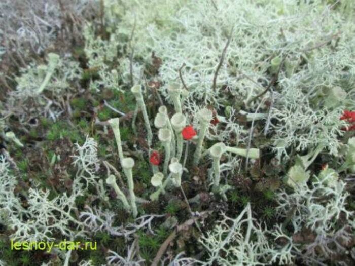 Разные виды лишайников рода Кладония в сосновом бору (фото с блога "Лесная кладовая")