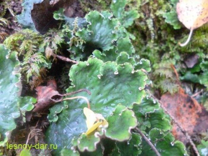 Наземный лишайник пельтигера пупырчатая (фото с блога "Лесная кладовая")