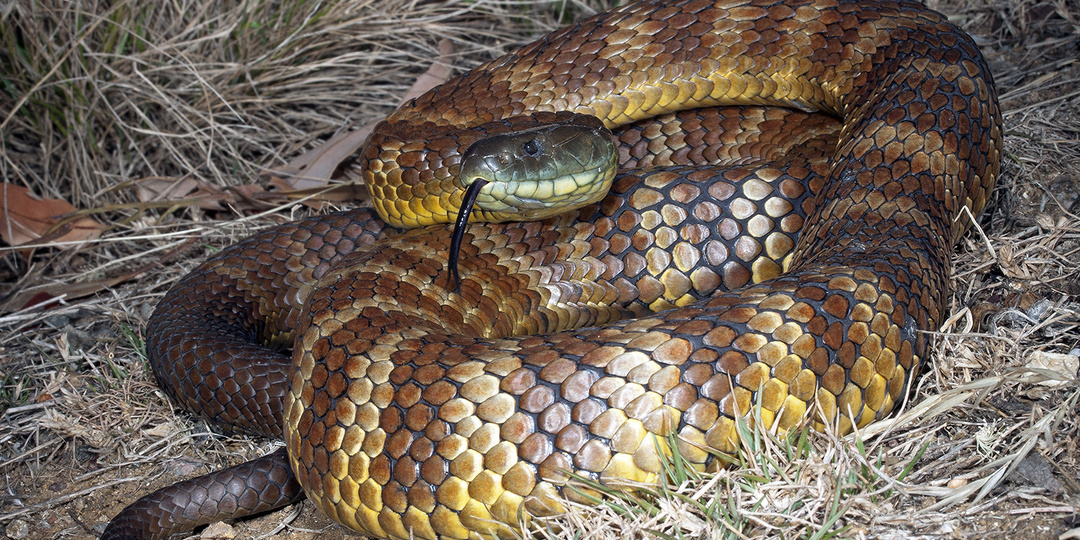 Тигровая змея notechis scutatus