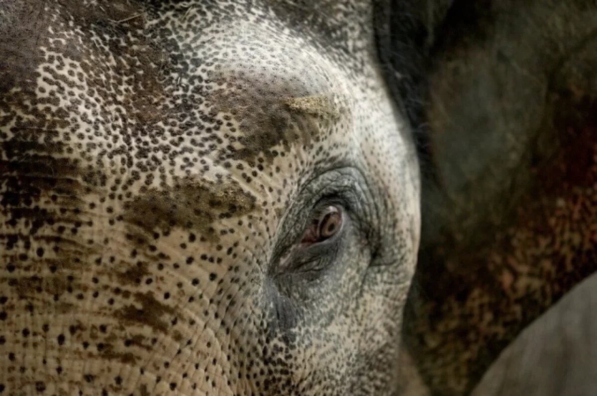    В зоопарке Калининграда признали отсутствие условий для содержания слонов