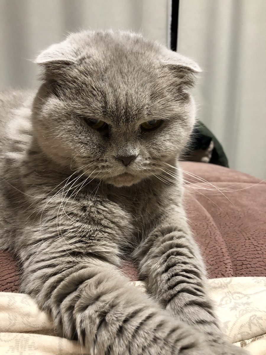 Король котов