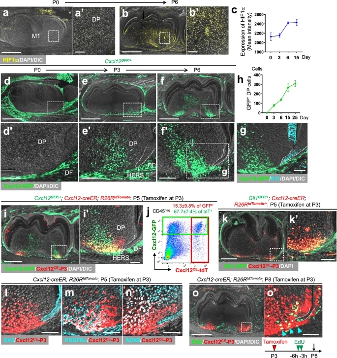    Клетки CXCL12+ появляются в гипоксическом апикальном сосочке в начале формирования корня зуба. Подробная расшифровка тут: https://www.nature.com/articles/s41467-025-61048-x
