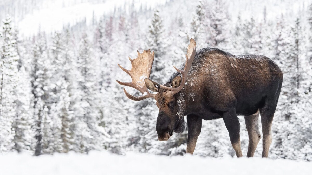    Фото: Harry Collins Photography / Shutterstock / Fotodom