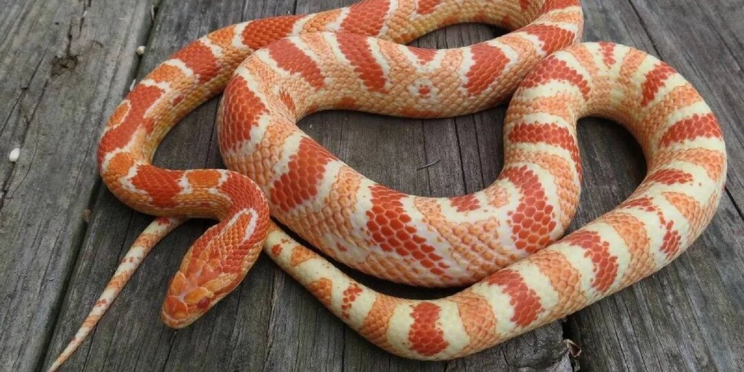 Маисовый полоз