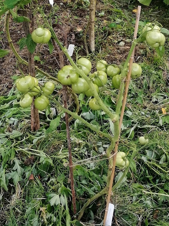 Монгольский карлик - листья уже все ободрала