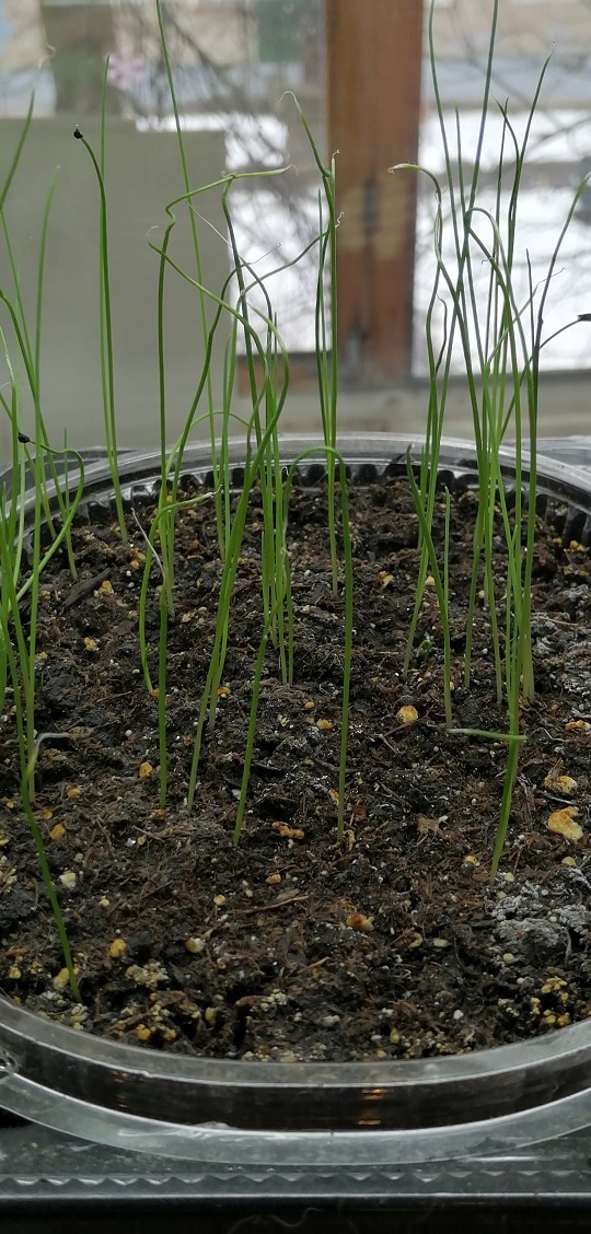 Лук порей 12.04.25