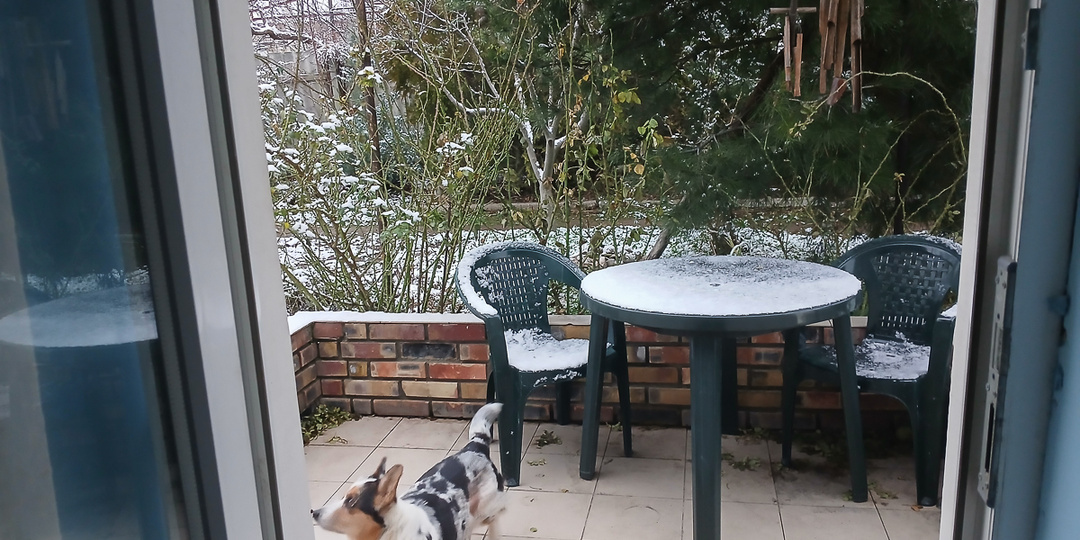Январский барвинок, стойкие подснежники и странная Мамаша Че