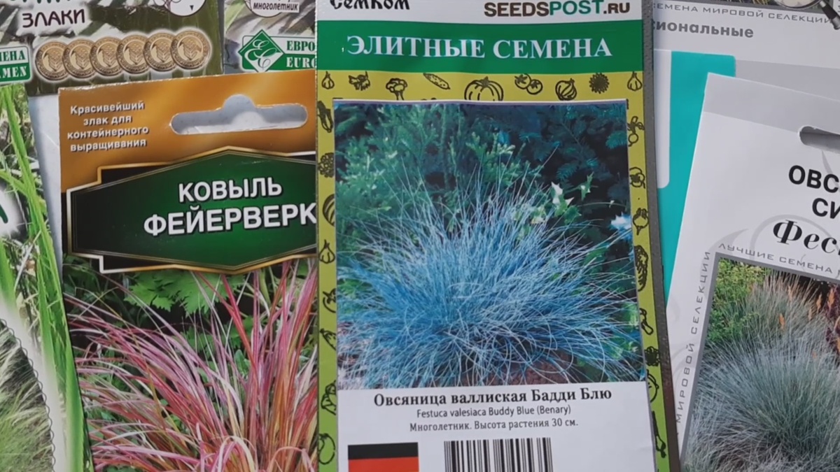 Овсяница валлиская Бадди Блю, семена. 3 штуки в упаковке.