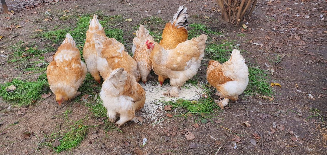 🌞 Топ-5 пород кур для начинающих: какие несутся круглый год