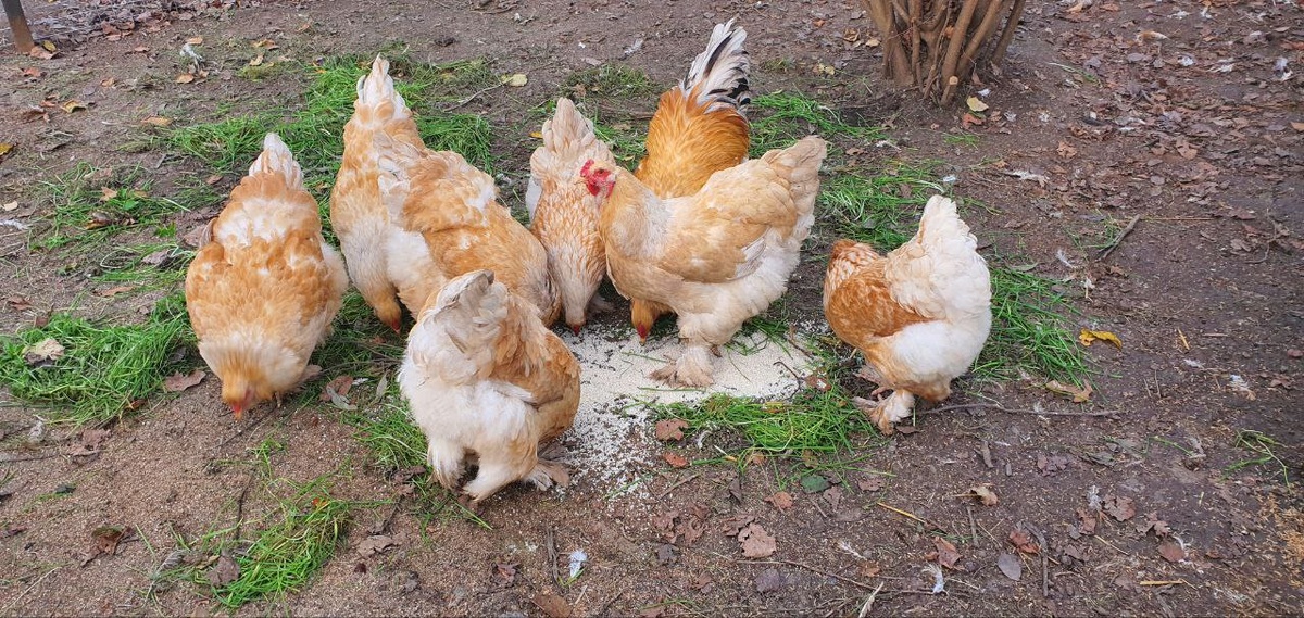 Порода кур Кохинхин, мясояичная порода, мясо нежное, белое, вкусное, вырастают до 5-7 кг, морозоустойчивы