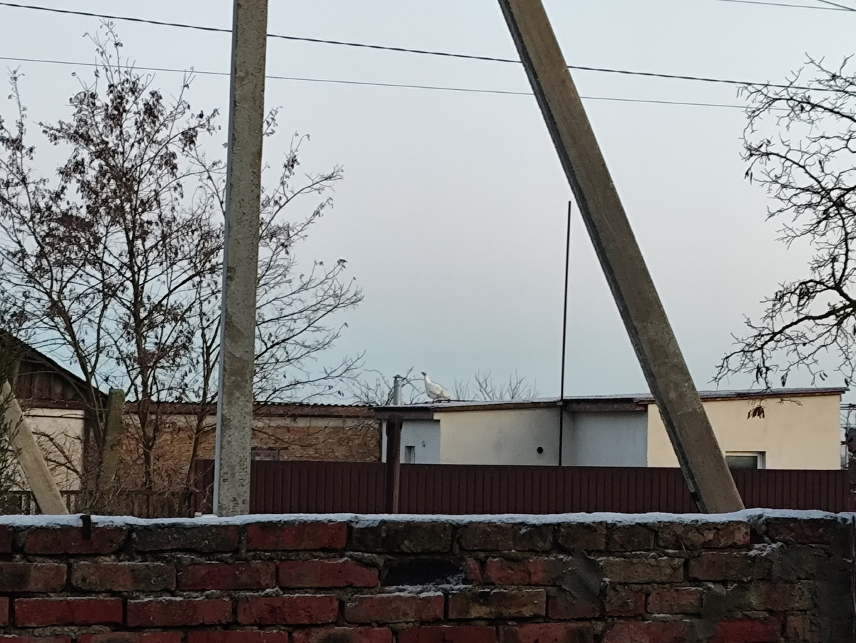 Птичку видите?