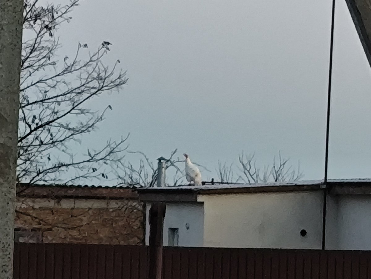 Вот поближе )))