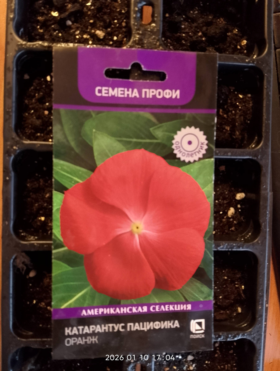 Катарантус Пацифика ОРАНЖ