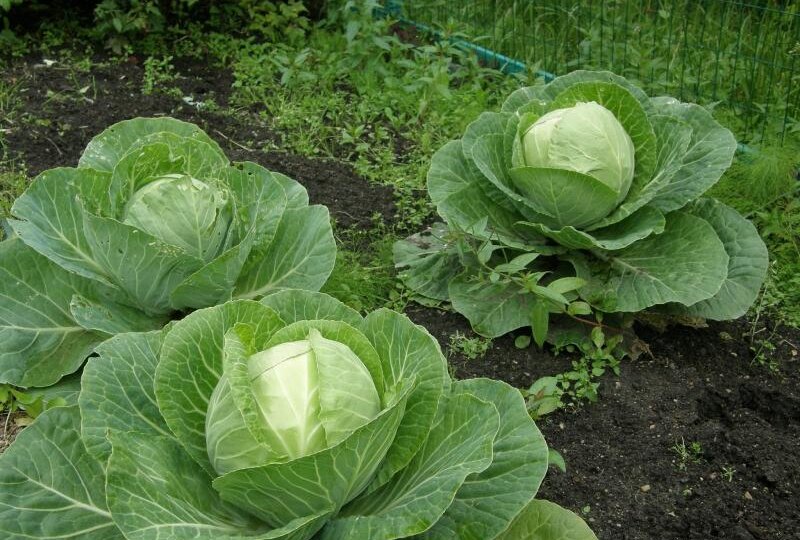 Капуста не завязалась? Скорее всего, вы нарушили это главное правило. Рассказываю как вырастить кочан весом от 4 кг