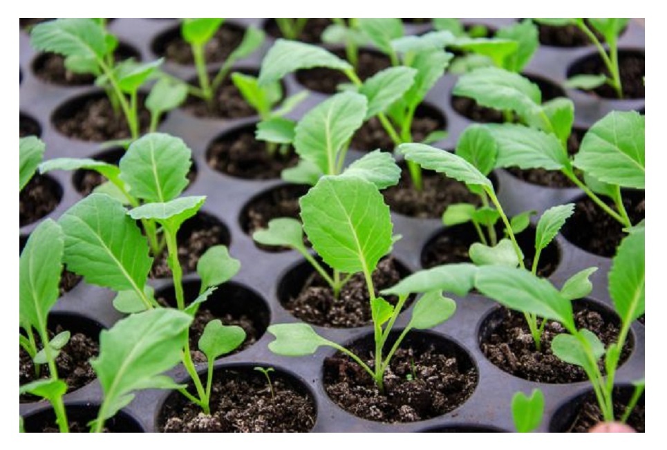 рассада капусты