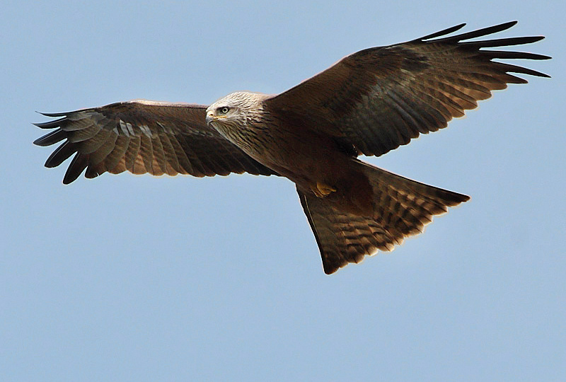 Чёрный коршун