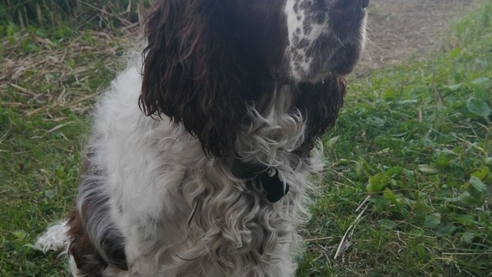 🙏🏡 Джесси: Ищем Дом для Благородной Души! 💔🐕