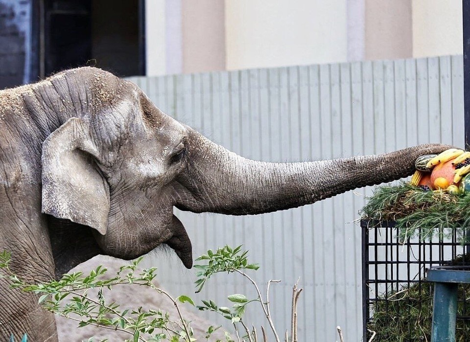    Преголя прожила 55 лет. Александр Подгорчук