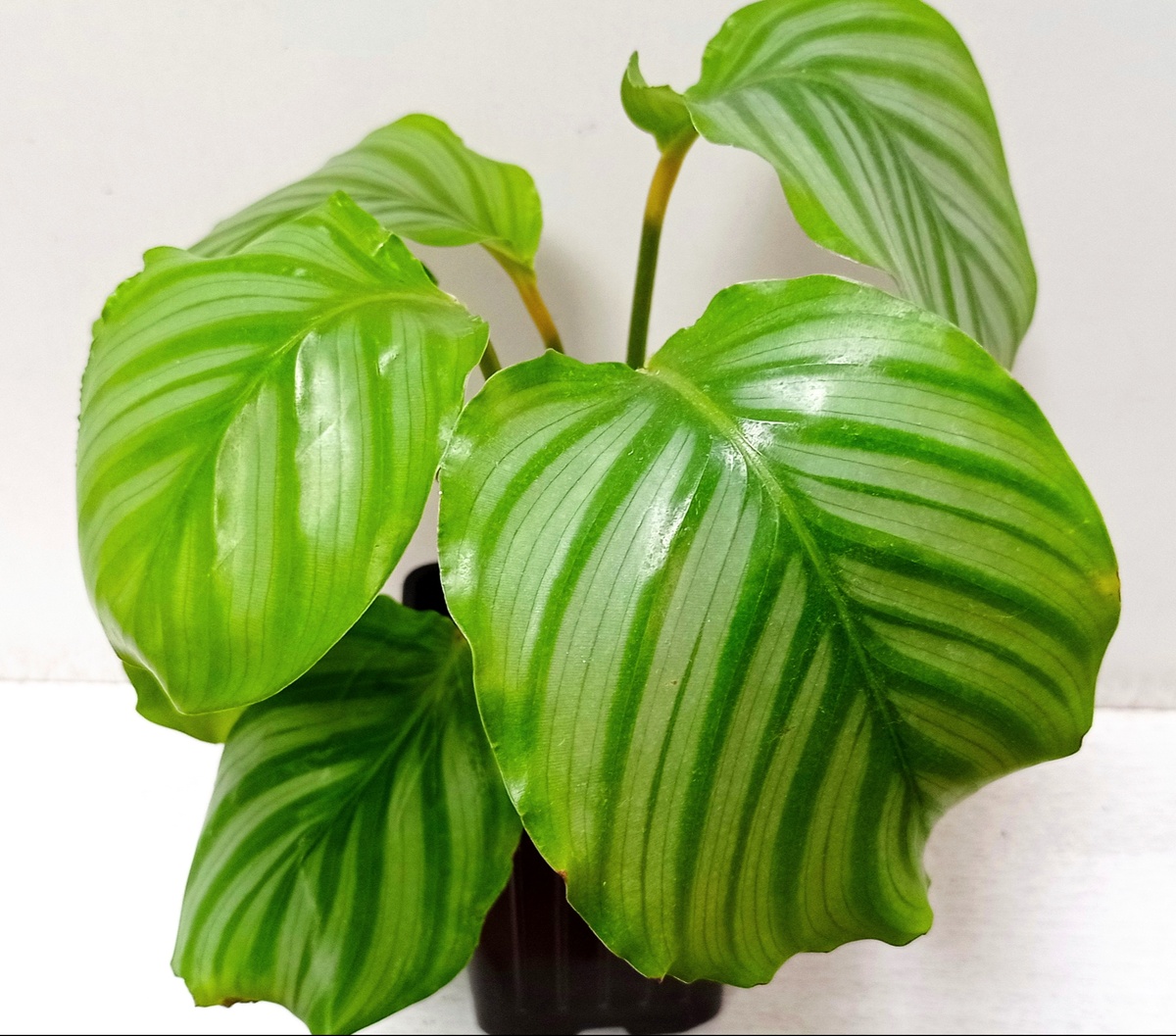 Калатея Орбифолия.