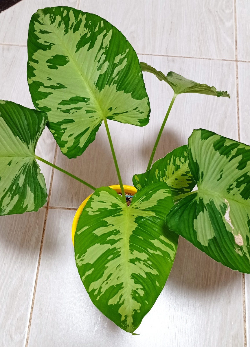 Шизматоглоттис Пузилла.