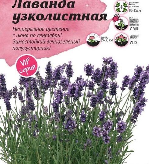 Лаванда узколистная 2026