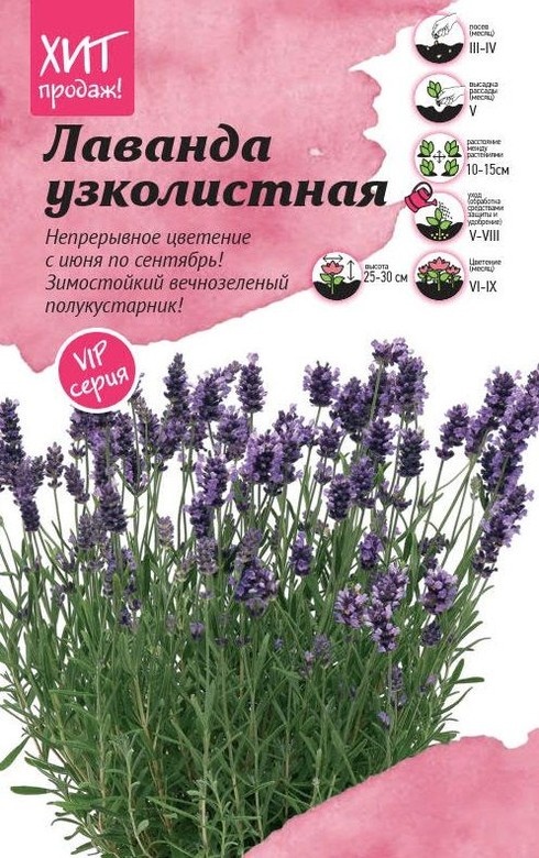 Лаванда узколистная