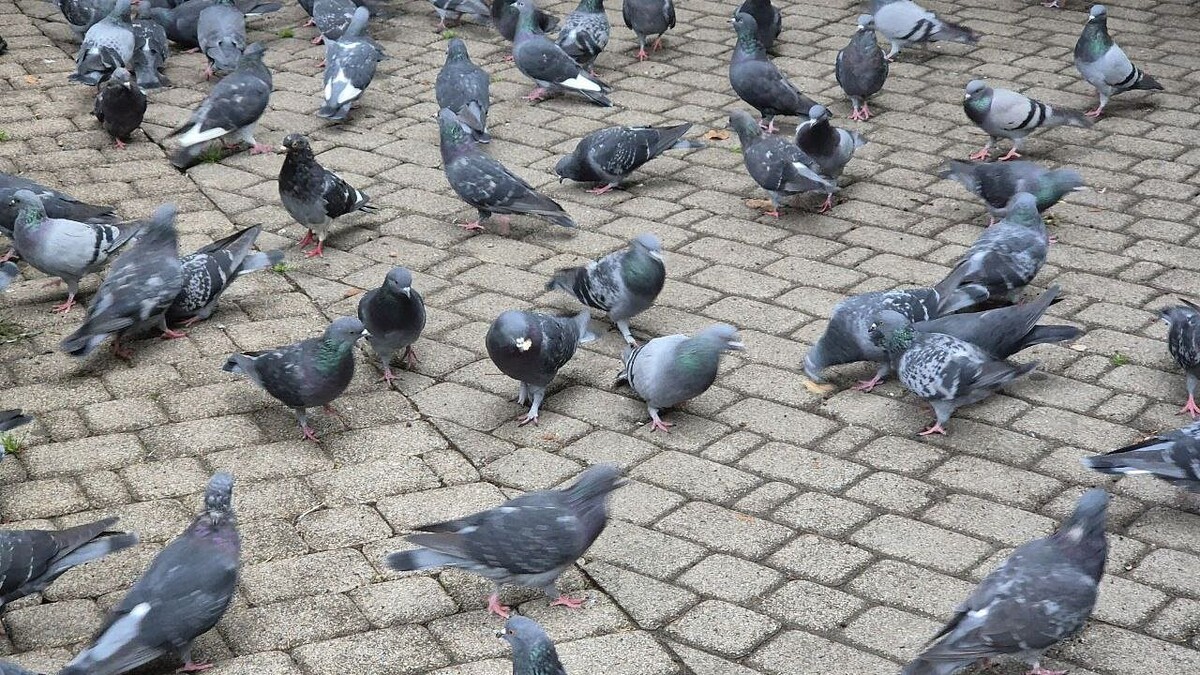    Фото: телеканал «Краснодар»