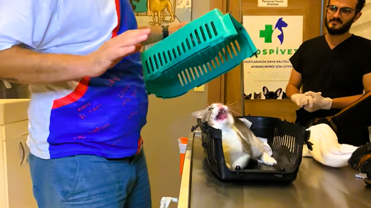 Что я вам сделал?!