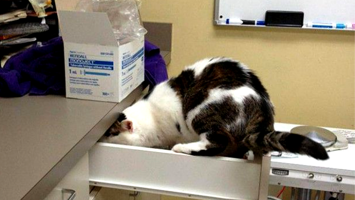 Хоть бы меня не нашли🙀