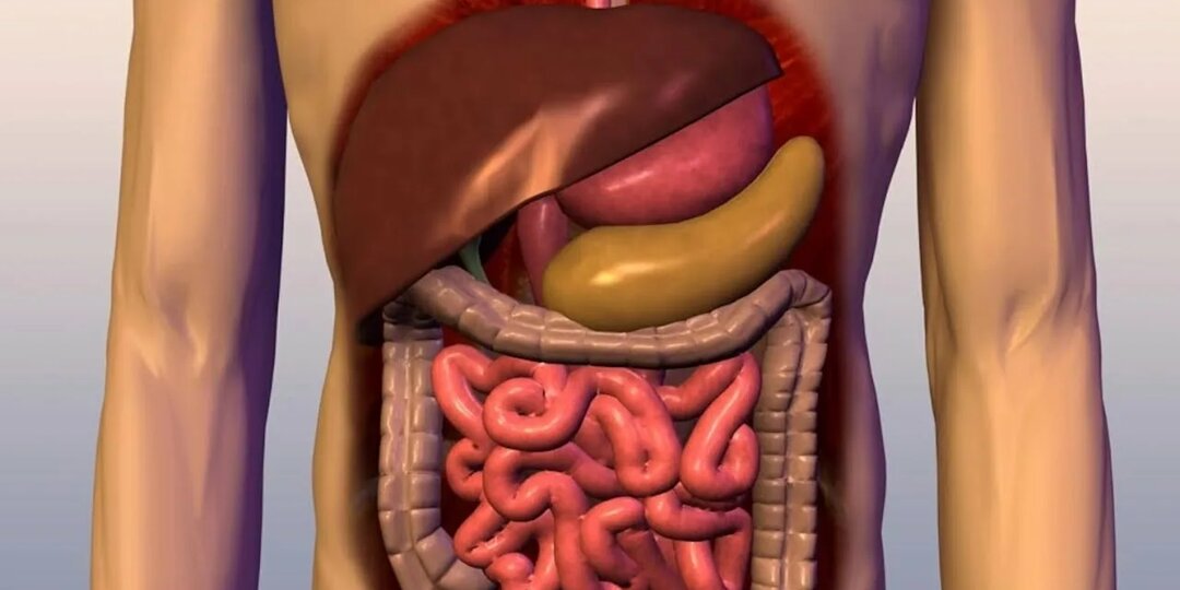 Кишечник — ваш второй мозг. Как вернуть ему здоровье за 5 простых шагов (даже если вы годами ели фастфуд)