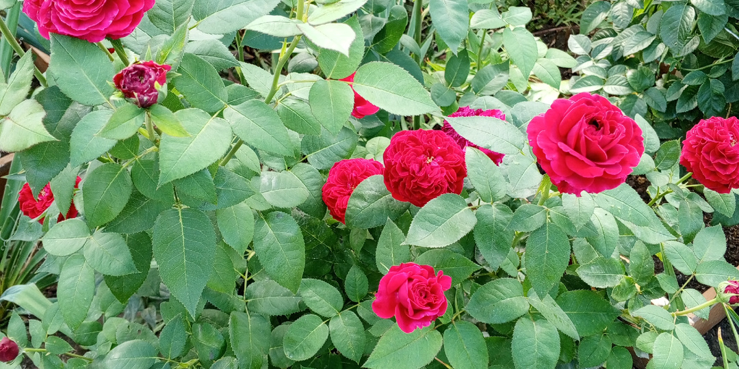 Ещё немного о черенкование роз .