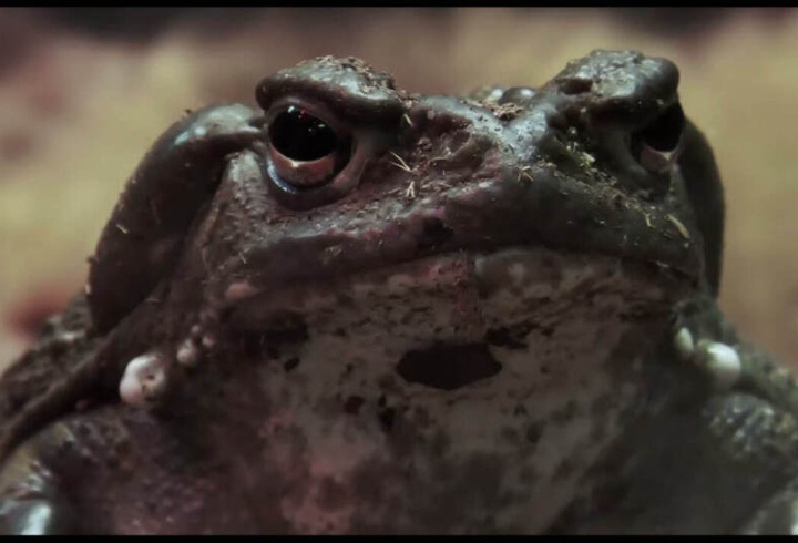 фото: Скиншот видео из официального телеграм-канала Ленинградского зоопарка.