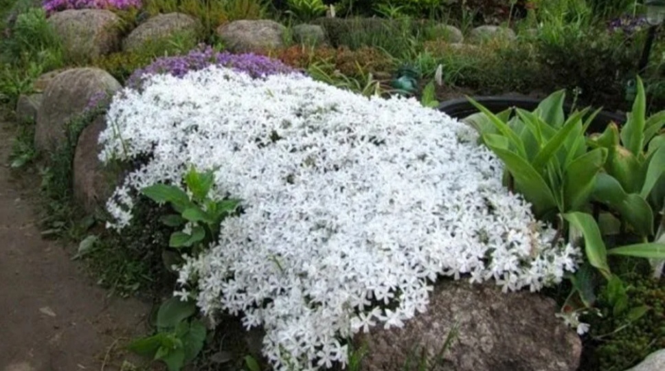 10 миниатюрных цветов для небольшой клумбы, цветущих на протяжении всего сезона.