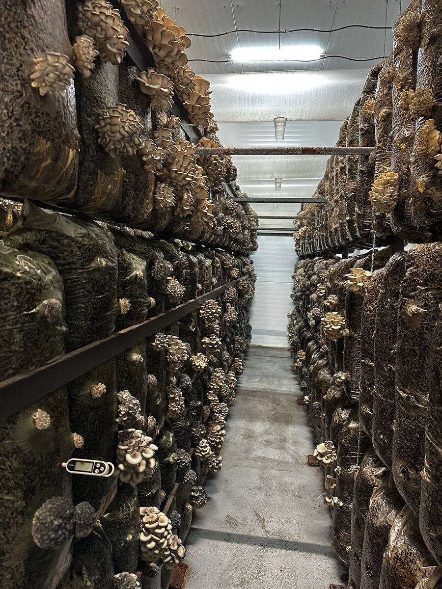 Штамм Р-17 выходит на плодоношение