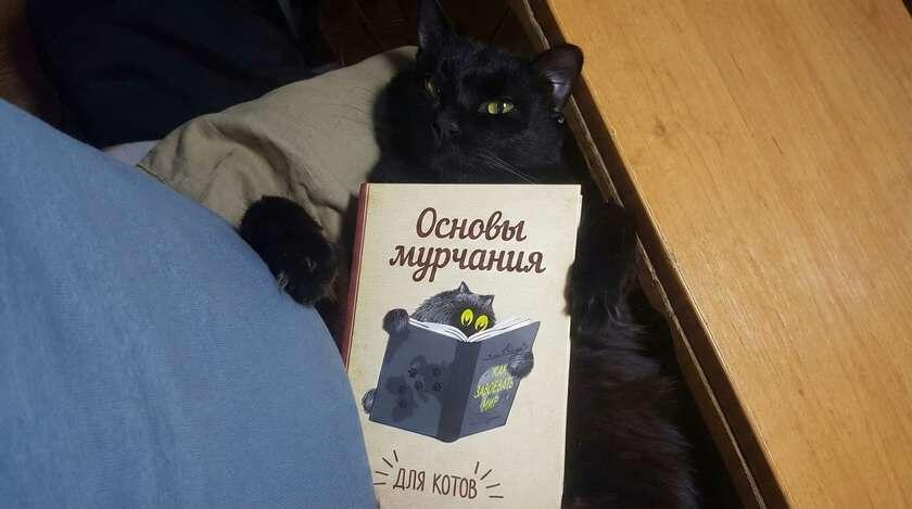Основы мурчания. Кошкам они давно известны, а вот ученые до сих пор изучают, что к чему!