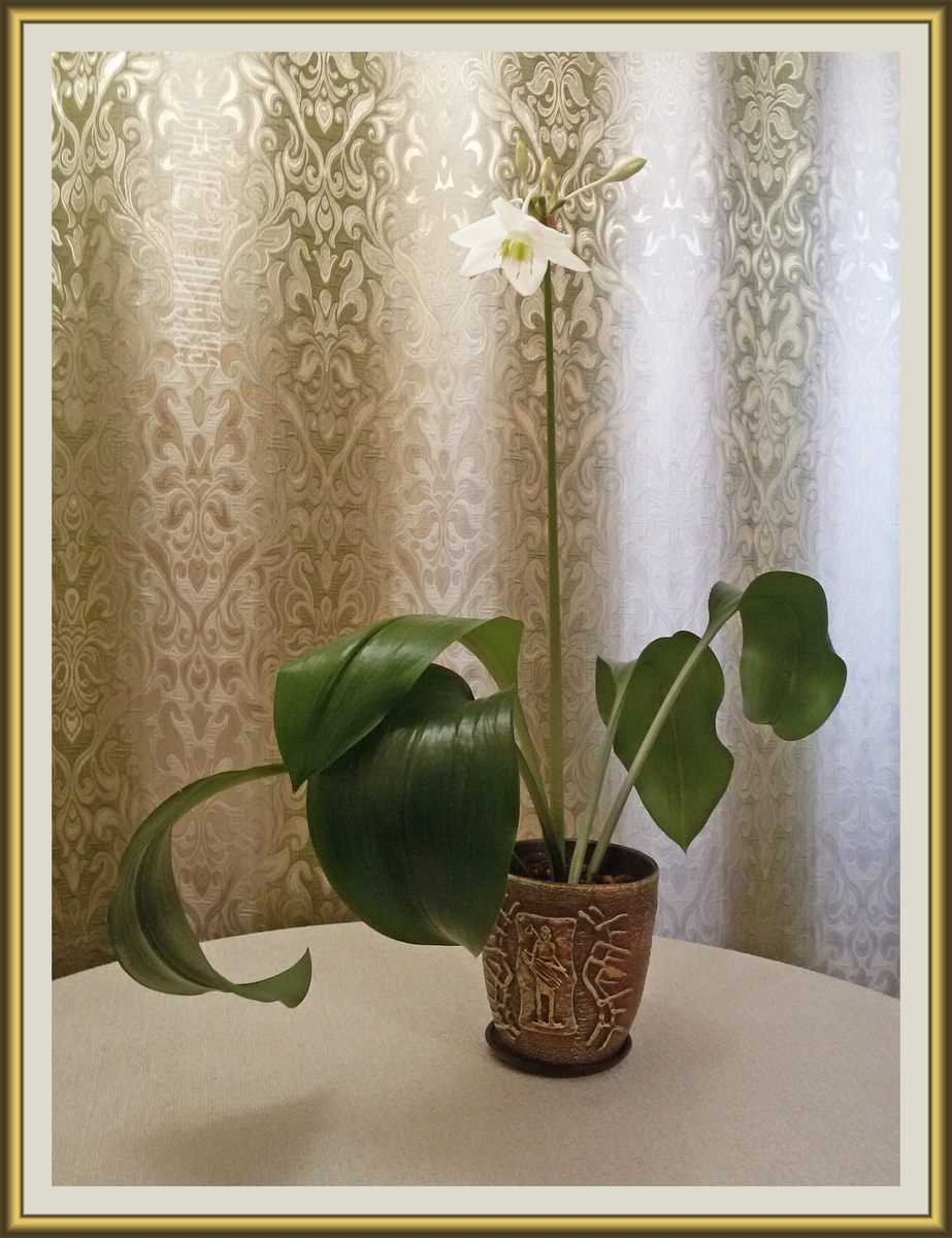 Это я сам вырастил. Подарили зародышем заморенным. Целовал и миловал.